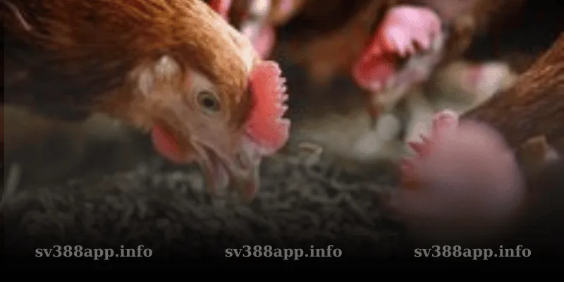 Chăm Gà Đá – Bí Quyết Chiến Thắng Tại SV388!
